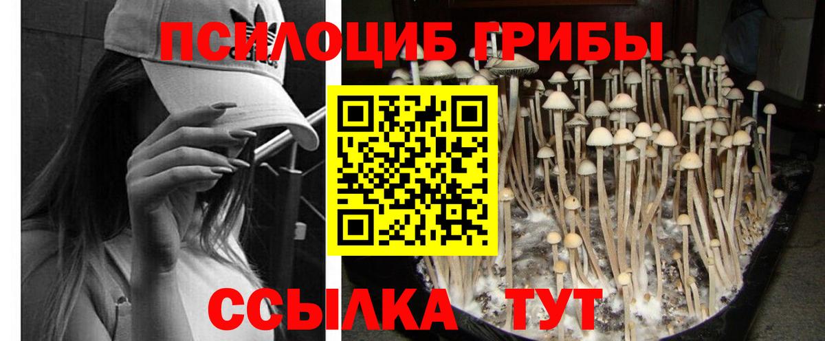 Галлюциногенные грибы MAGIC MUSHROOMS  Вход с VPN  Камень-на-Оби 